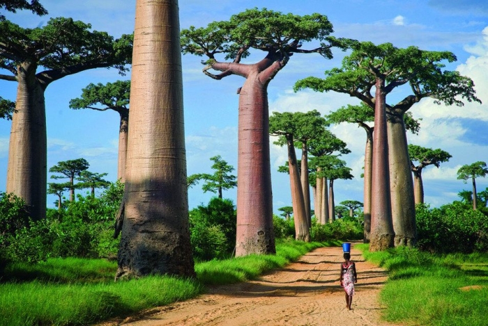 avenija baobaba