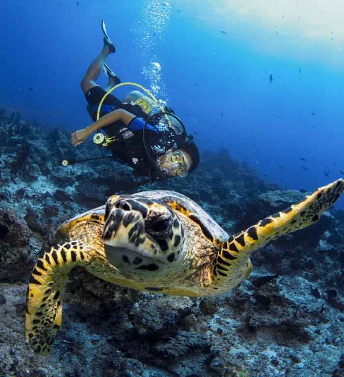 maldivi ronjenje